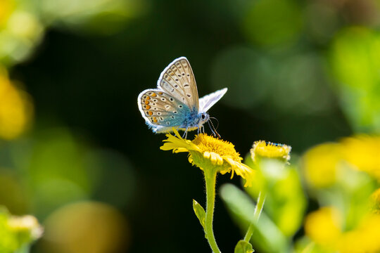 Common Blue butterfly, Polyommatus icarus, pollinating closeup