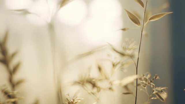Golden colored wild grasses catching warm backlighting from a bright, out of focus natural background, creating a serene and peaceful mood and showing organic beauty