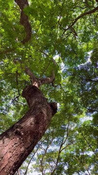 Looking up through trees 