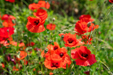 Fototapeta premium Close up shot of tender red poppy flower. Opium Poppy or Papaver somniferum. Poppy field in full bloom against sunlight. Remembrance Day, Memorial Day, Anzac Day.