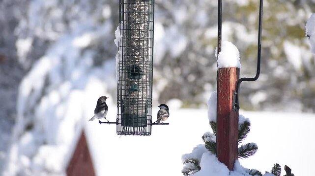 New England birds feeding on a bird feeder during winter time with snow falling off of trees in the background.