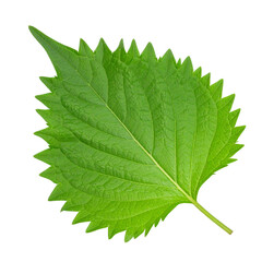 Fototapeta premium Green Shiso leaf isolated on white background