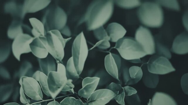 Lush green leaves on a plant branch create a serene natural backdrop, highlighting fresh foliage texture, growth and environmental calm with ample horizontal copy space