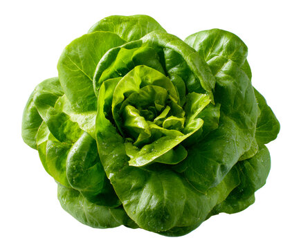 Fresh green butter lettuce head with water droplets on its leaves is seen from a top-down perspective, highlighting its vibrant, healthy, and organic rosette shape