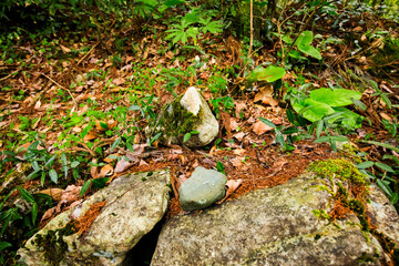 Obraz premium Flowers and plants growing in the cracks of rocks