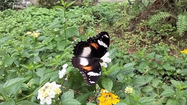 Beautiful Butterfly Feeding on Flowers in Green Garden, Close Up Nature Footage