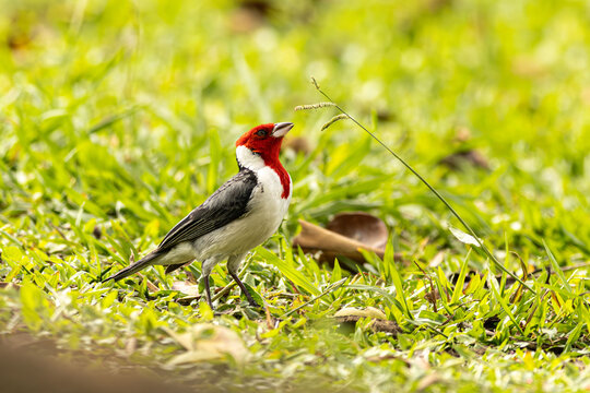 O cardeal-de-cabe&ccedil;a-vermelha, cardeal-do-nordeste ou galo de campina &eacute; uma esp&eacute;cie de ave da fam&iacute;lia dos tangar&aacute;s encontrado na fauna brasileira. 