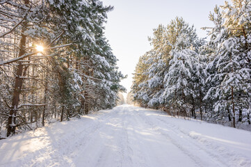 Obraz premium Beautiful winter landscape with a snow-covered road leading through a coniferous forest. Bright sun shining through the trees, creating a magical winter wonderland atmosphere.