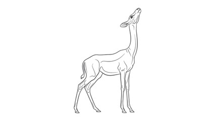 Obraz premium Graceful Sketch of a Gazelle: A delicate line drawing depicts a gazelle, stretching its neck towards the sky, showcasing elegance and agility.