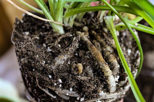 close-up of a&nbsp;spider plant&nbsp;(Chlorophytum comosum) that is severely&nbsp;root-bound. roots are shown above the soil line. container gardening design element.
