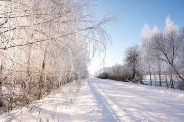 Fototapeta premium A wide country road stretches among frozen trees under a clear sky. Bright lighting and a large white space, a fresh winter backdrop.
