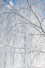 Fototapeta premium Close-up of tree branches covered with thick frost and ice crust. Delicate white crystalline texture against the backdrop of a clear blue winter sky. Natural pattern of frozen birch twigs.