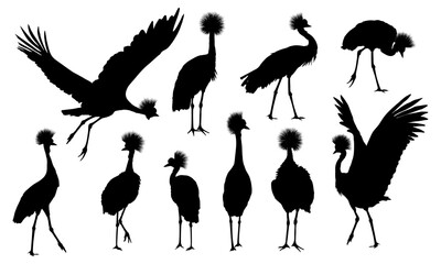 Fototapeta premium A set of crowned crane silhouette. Wild bird of Africa. Realistic vector animal