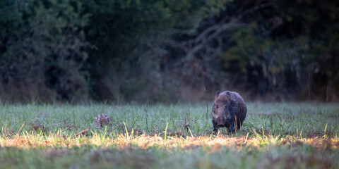 Female Wild boar with her striped piglet walking and foraging while looking for food in a plain at the edge of the forest in the morning. Sus scrofa, Sologne, Loiret 45, région Centre, France, Europe © Nature Emotion