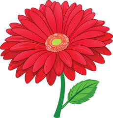 Red gerbera flower vector with vibrant petals illustration