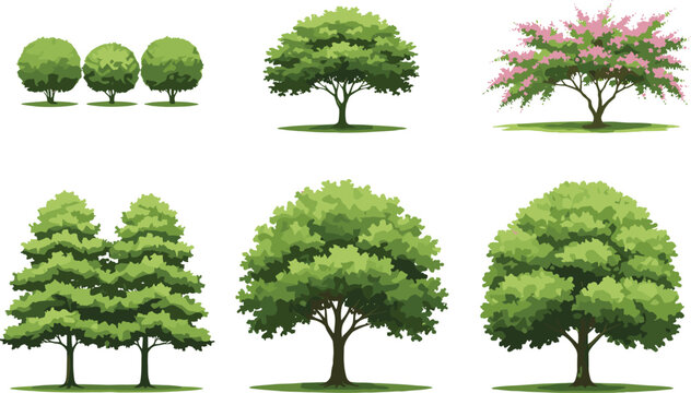 Collection of various green and flowering deciduous trees isolated on white background for landscape garden design.
