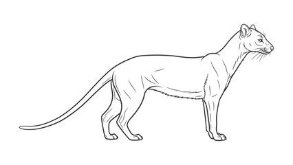Fototapeta premium Elegant Outline: A detailed line drawing of a slender animal captures the essence of graceful movement, perfect for illustrating the beauty of wildlife.