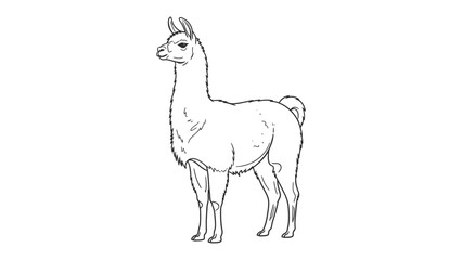 Fototapeta premium Llama Outline Portrait: A simple, elegant outline of a llama, perfect for adding a touch of minimalistic charm to your creative projects.
