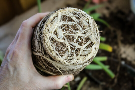 a person holding a spider plant that is root bound. a plant has outgrown its container, causing the roots to form a dense, matted ball with little soil remaining. 