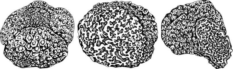 Obraz premium Vector detailed hand drawn mushroom illustration set in vintage botanical engraving style, black and white ink drawing with stippling and line art, organic forest fungi, trending botanical artwork