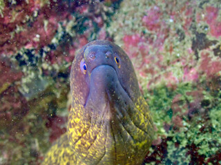 Close up underwater portrait of a moray eel peeking from rocky coral reef. Colorful marine predator shows textured skin and curious eyes in sea water.