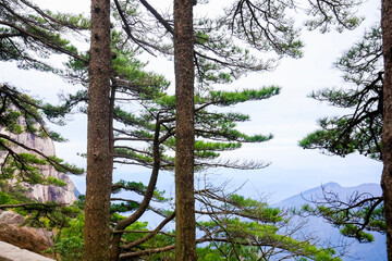 Fototapeta premium Pine trees on the mountain