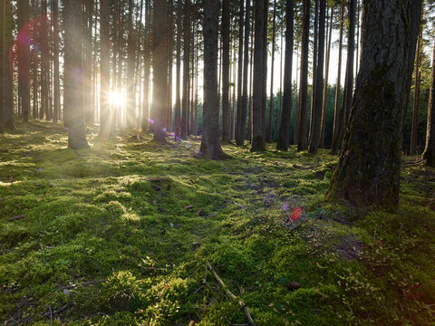 Austria, Tyrol, Lans, Setting sun illuminating mossy forest floor