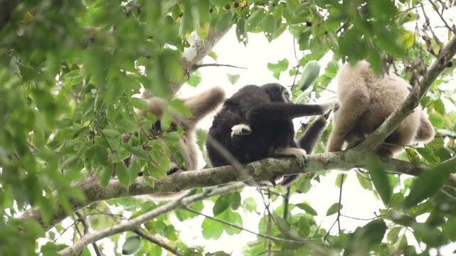 Pileated Gibbon (Hylobates pileatus) Hybrid gibbon on a tree branch.