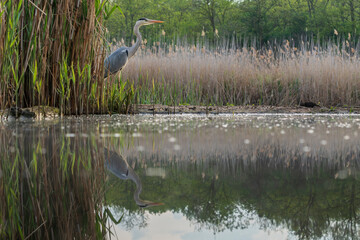 The grey heron (Ardea cinerea)