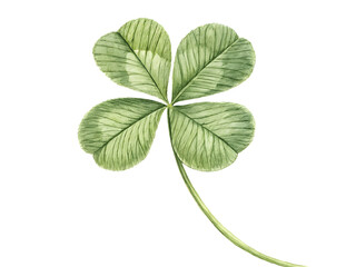 clover leaf isolated on white