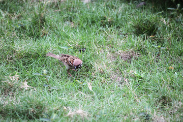 Obraz premium The Gentle Presence of a Little Sparrow at Home