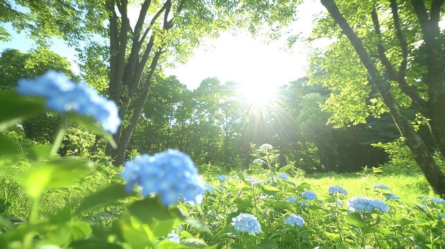 Sunlit blue hydrangeas blooming in nature's embrace serene forest landscape outdoor photography