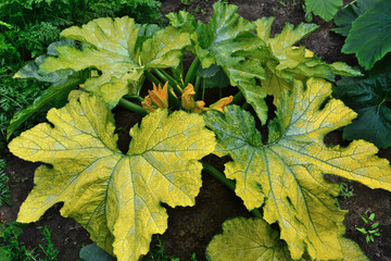 Zucchini Plant with Yellowing Leaves Showing Signs of Deficiency