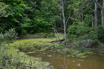 Overgrown Forest Pond with Green Algae and Dense Trees
