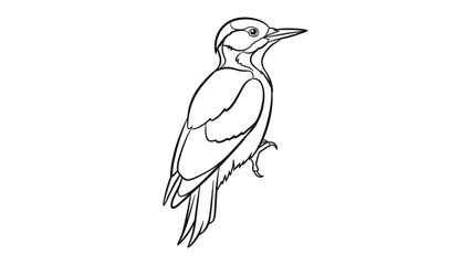 Fototapeta premium Woodpecker Illustration: A finely detailed black and white illustration of a woodpecker, showcasing its distinctive features and elegant form.