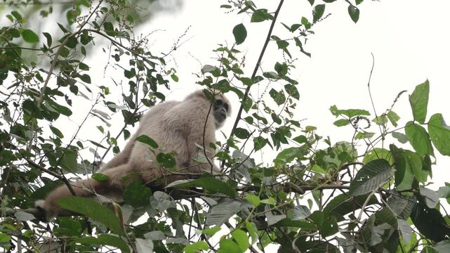 Pileated Gibbon (Hylobates pileatus) Hybrid gibbon on a tree branch.