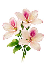 Obraz premium elegant photograph of three soft pink bauhinia flowers with delicate magenta stripes and fresh green leaves, showcased against a dramatic black backdrop.