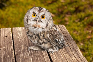 Obraz premium Barn owl beautiful bird on desk
