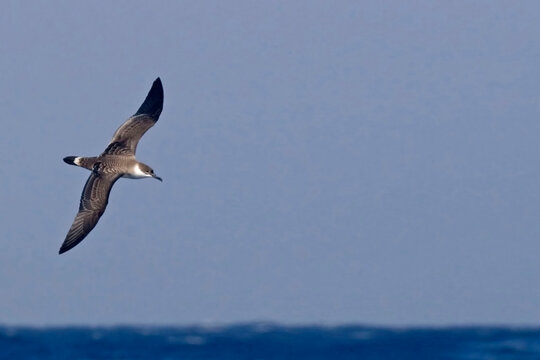 Great Shearwater, Ardenna gravis flying