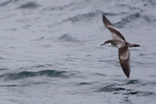 Buller's Shearwater, Puffinus bulleri in flight