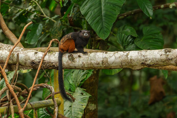 Obraz premium The brown-mantled tamarin (Leontocebus fuscicollis), also known as Spix's saddle-back tamarin, is a species of saddle-back tamarin.