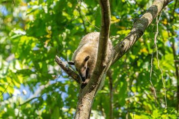 Obraz premium Collared Anteater, Lesser Anteater (Tamandua tetradactyla) in the subtropical rainforest of argentina