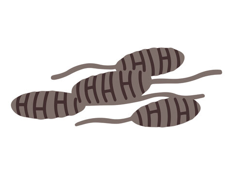 Spore Alternaria Fungus Clip Art