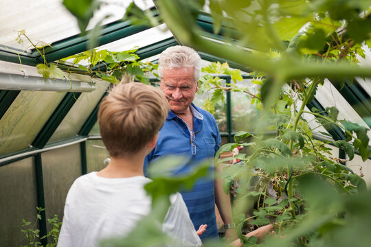 Grandfather with grandson in greenhouse