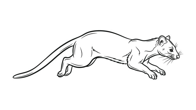 A Weasel's Agility: A dynamic line art illustration of a sleek weasel in full stride, capturing its lithe form and the essence of swift movement and focused pursuit.