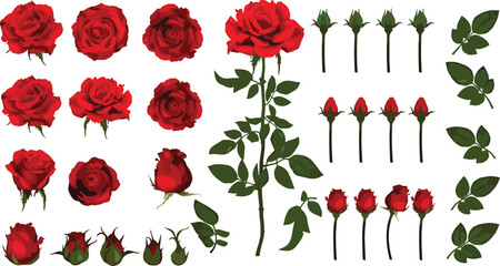 Flat vector red rose collection with blooming flowers and buds, realistic botanical floral illustrations with stems and green leaves for romantic wedding and greeting card design. © NexThread