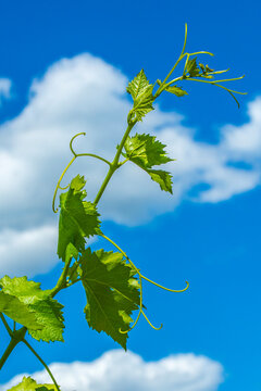 rameau de vigne