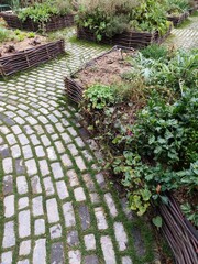 Flowerbed path. Celery on a bed in the garden. Grow a green leaves root crop. Growing vegetables