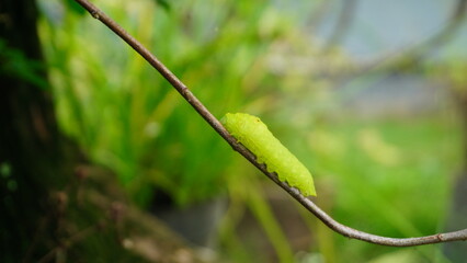 Amphipyra pyramidea Larva