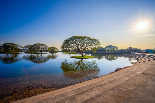 Rain Tree or Monkey Pod Tree reflection water lake calm sunny day blue sky concrete steps curved shore peaceful nature landscape